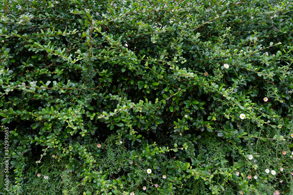 Obraz premium The green bush background has white and pink flowers.