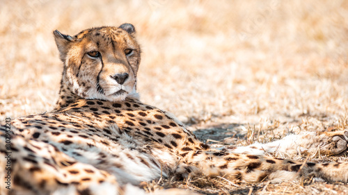  A cheetah in South Africa in the Kruger National Park is taking a break from hunting, the endangered wild animal is lying in the grassland in front of a bush in the midday sun, he is well camouflaged