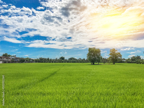 The view of green rice field with sunlight on clear sky in the morning