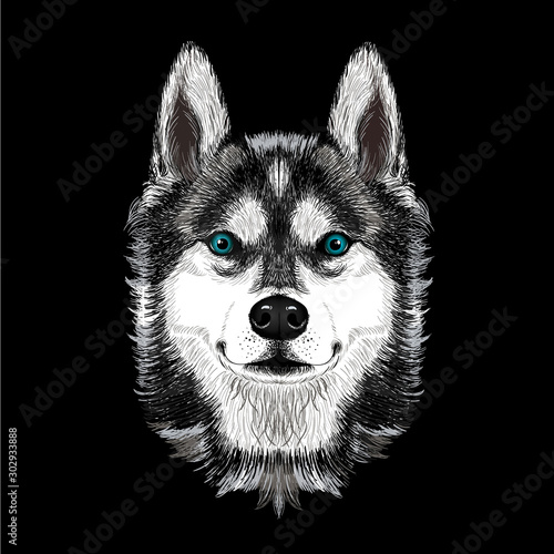 siberian husky dog on black background	