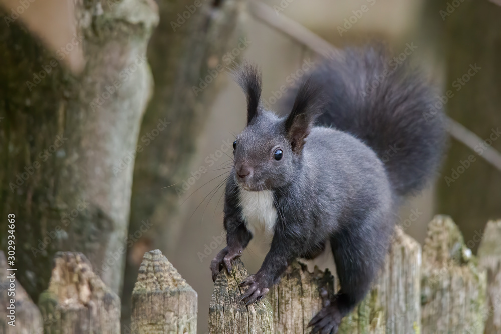 European brown squirrel in winter coat on a branch in the forest European brown squirrel in winter coat on a branch in the forest