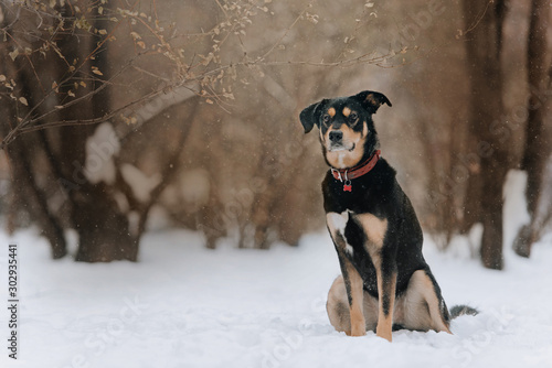 adorable mixed breed dog posing outdoors in winter