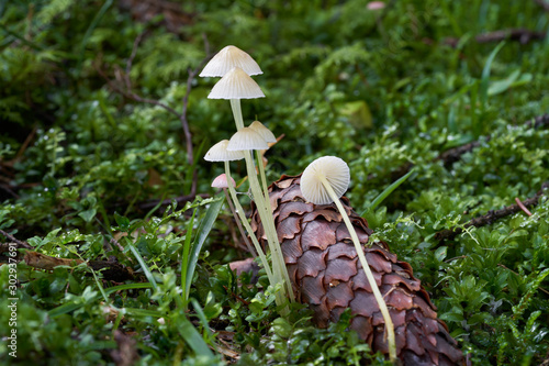 Inedible mushroom Mycena epipterygia in the wet spruce forest. Known as Yellowleg Bonnet. Group of small mushrooms in the plants. Spruce cone on the ground. Autumn time in the forest. photo