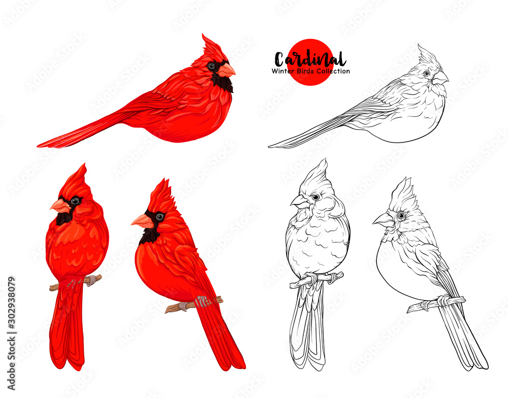 Cardinal birds - a symbol of Christmas. Set of elements for design ...