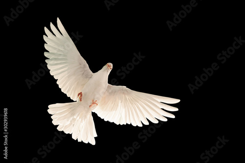 White dove flying on black background and Clipping path .freedom concept and international day of peace