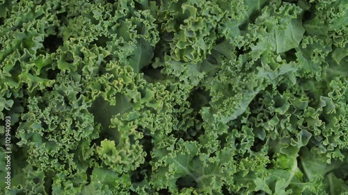 Bright green kale spinning 01