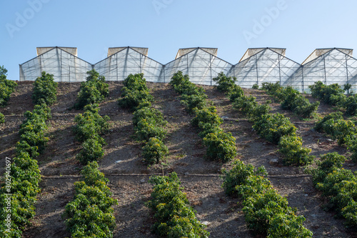 Cultivation of tasty hass avocado trees, organic avocado plantations in Costa Tropical, Andalusia, Spain