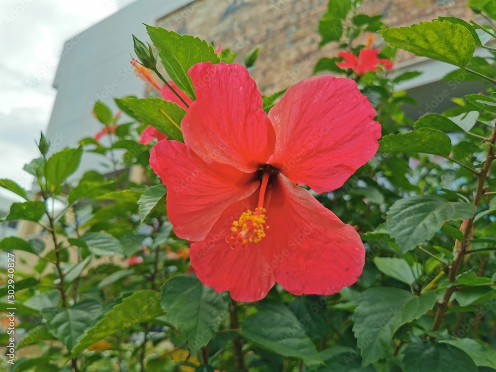 red flower in the garden red flower in the garden