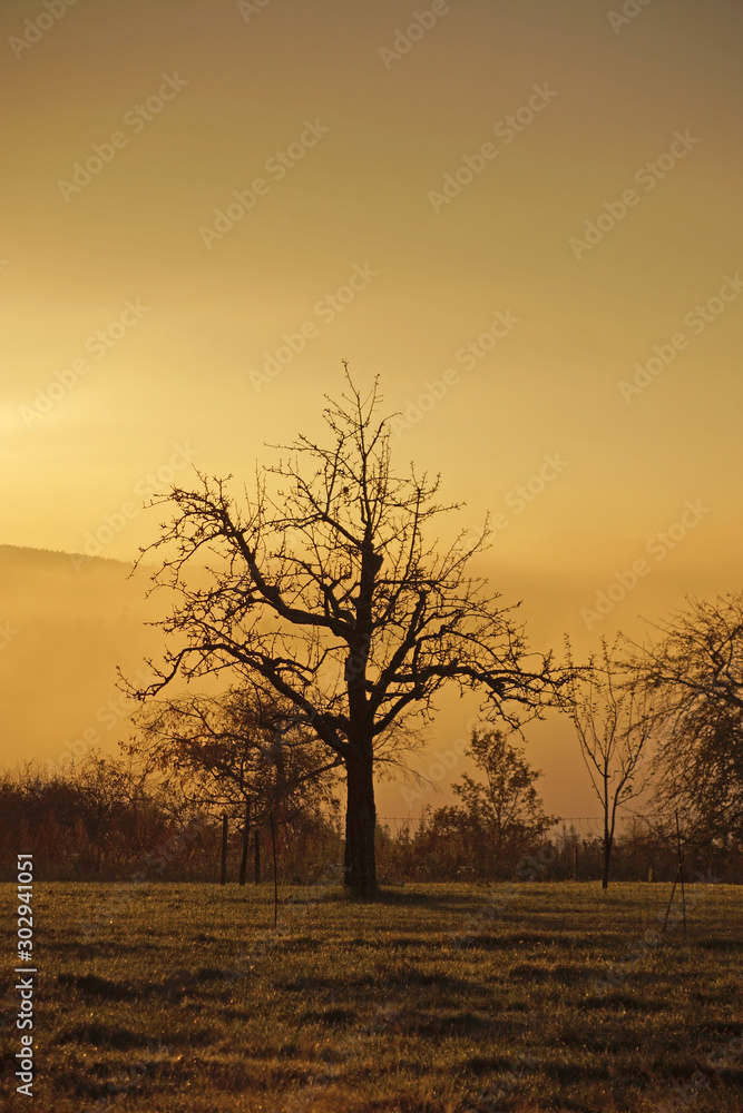 Alter Apfelbaum im Morgentau zu Sonnenaufgang, vor Talnebel im Schwarzwald