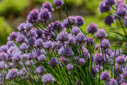 Eatable Flowers in a  swiss herb garden