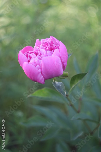 peony