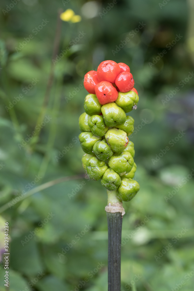 details red and green berries on the stem of the snakehead arum (Arum maculatum) with the natural green background details red and green berries on the stem of the snakehead arum (Arum maculatum) with the natural green background