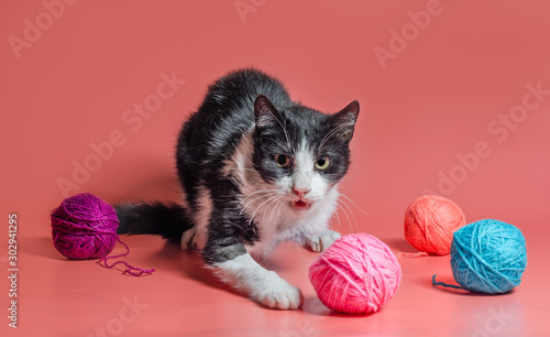 veterinarydisabled cat with amputated forepaw among balls of woolen thread on a pink background photo