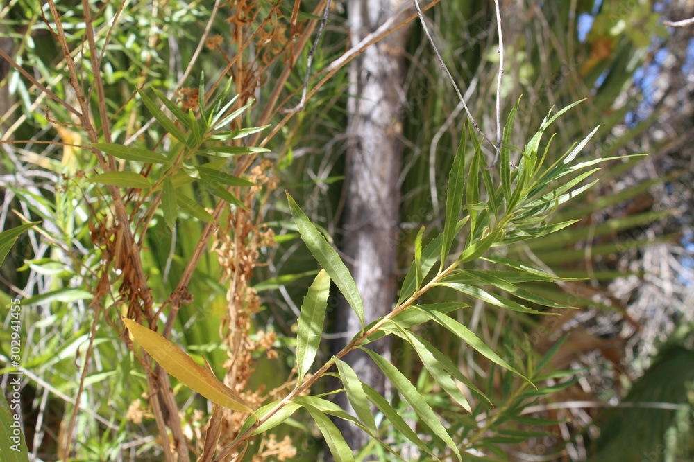 Native to the Colorado Desert, this plant, commonly as Sandbar Willow, botanically Salix Exigua, only grows in watery habitat, such as Cottonwood Spring of Joshua Tree National Park.