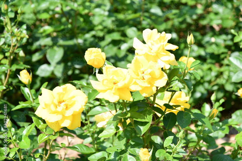 rose rose