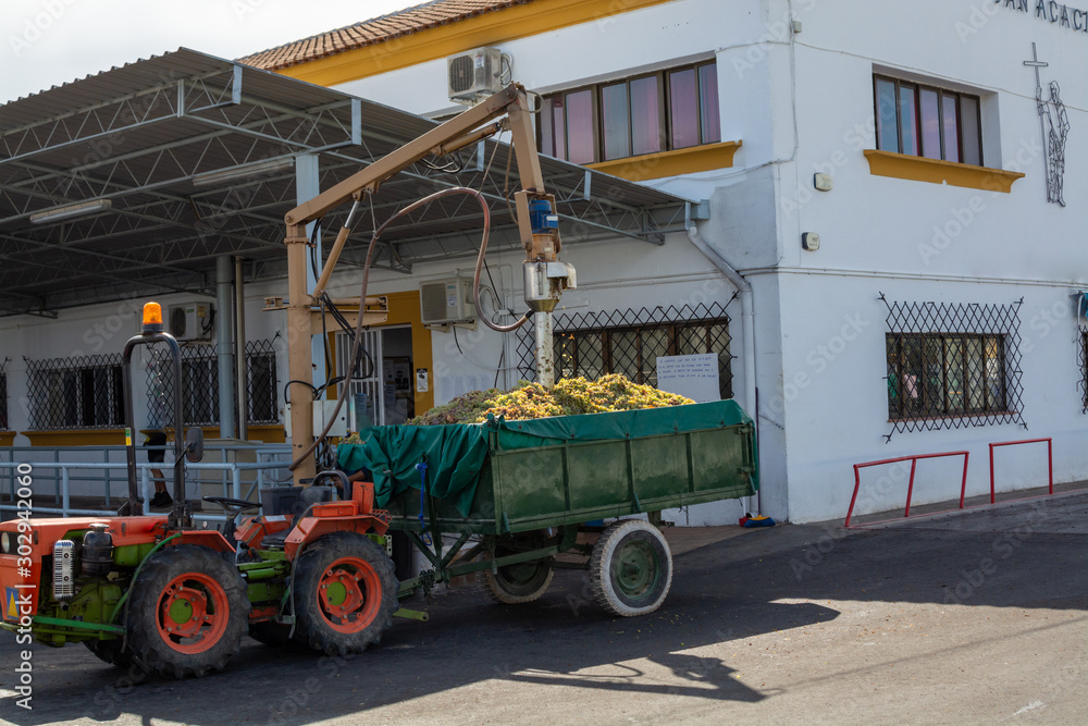 Obraz premium New harvest of sweet white pedro ximenz wine grapes in Montilla-Moriles region, Andalusia, Spain