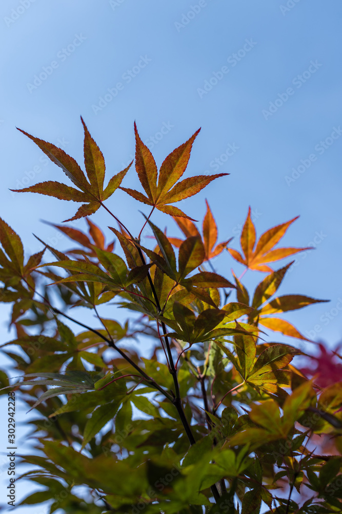 bottom view of autumn maple leaves with blue sky at background bottom view of autumn maple leaves with blue sky at background
