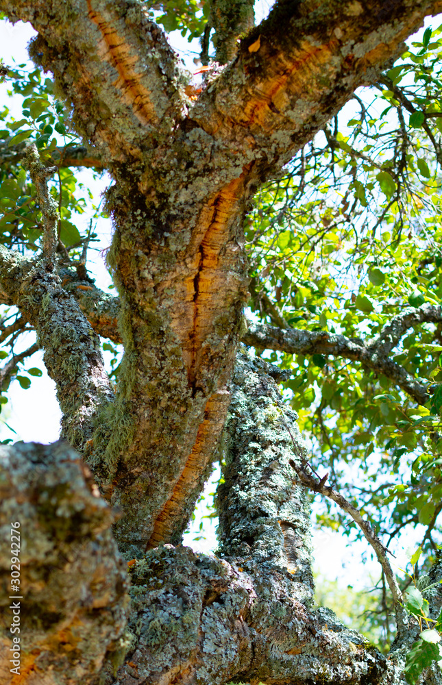 Obraz premium Peeled cork oak, primary source of cork for wine bottle stoppers and other uses