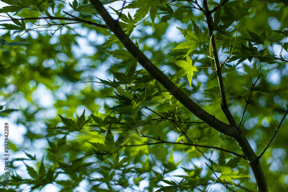 Fototapeta premium Close up view of green maple foliage with blue sky at background