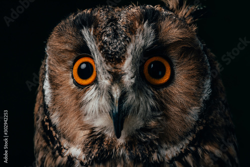 close up view of wild owl muzzle isolated on black
