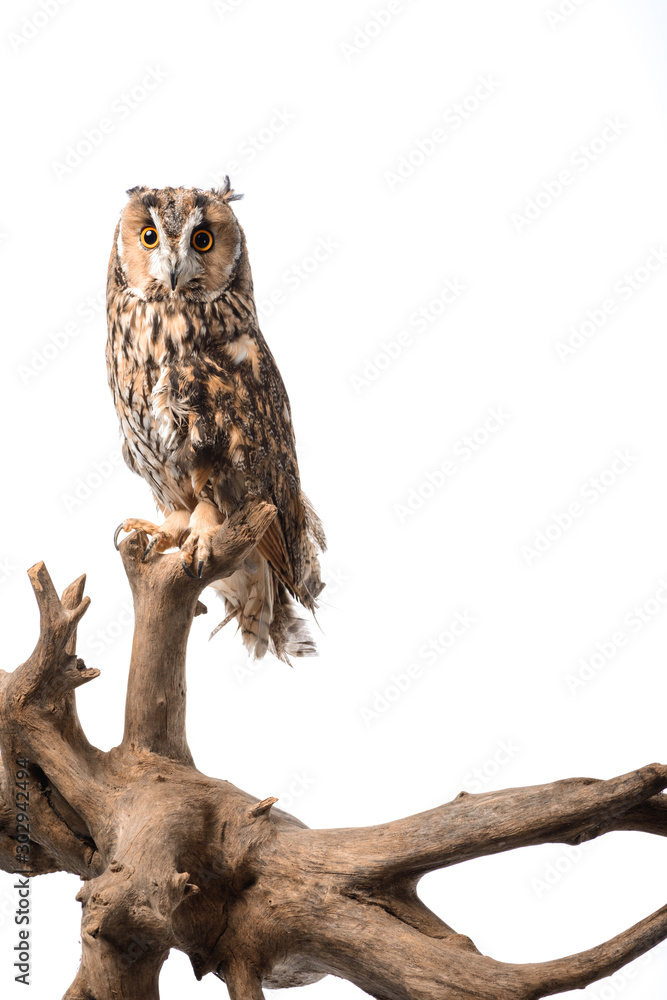 Obraz premium Wild owl sitting on wooden branch isolated on white