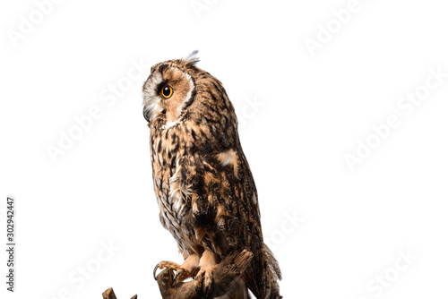 Side view of wild owl sitting on wooden branch isolated on white