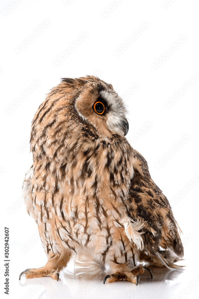 Fototapeta premium cute fluffy wild owl isolated on white