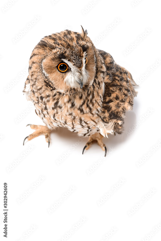 Fototapeta premium cute fluffy wild owl isolated on white with copy space