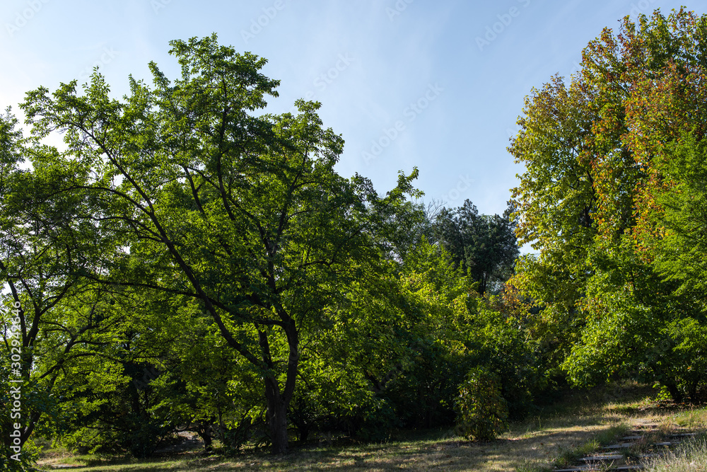 Trees with green foliage on grass with blue sky at background Trees with green foliage on grass with blue sky at background