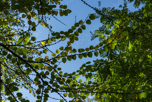 Bottom view of branches with green leaves and blue sky at background