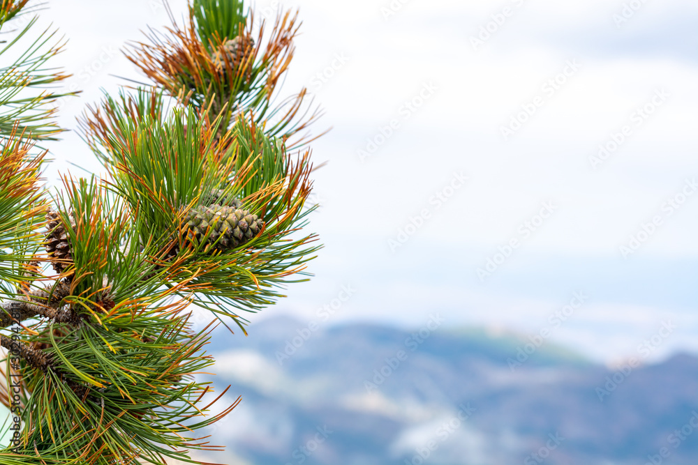 Pine tree branch close up with mountains on background, winter ski vacation or christmas background Pine tree branch close up with mountains on background, winter ski vacation or christmas background