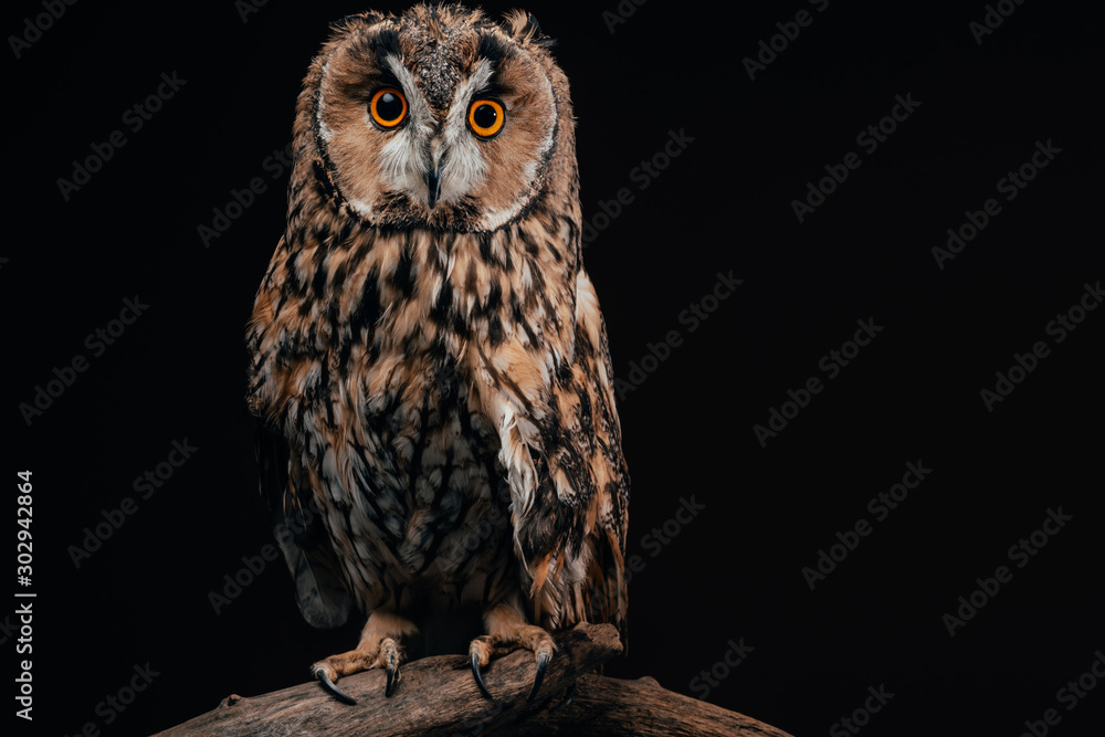 Fototapeta premium cute wild owl sitting on wooden branch isolated on black