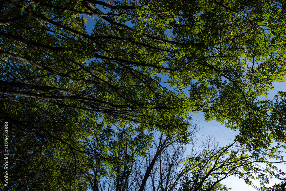 Fototapeta premium Bottom view of trees with green foliage and blue sky at background