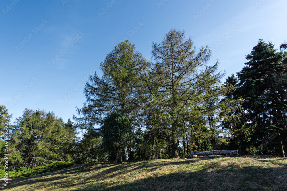 Pine trees on green lawn with sunlight and blue sky at background Pine trees on green lawn with sunlight and blue sky at background