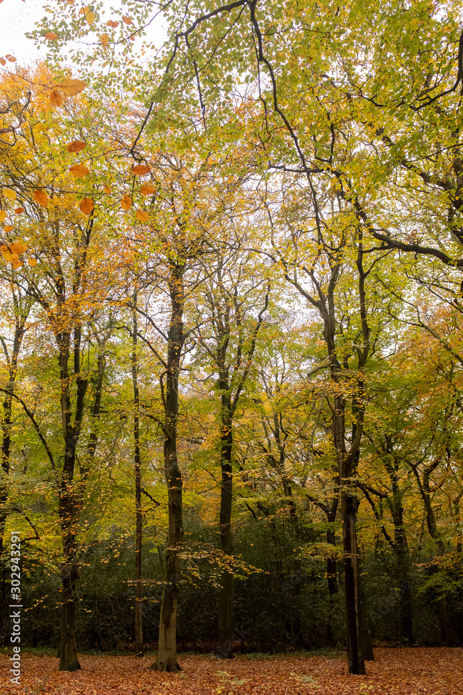 Fototapeta premium Discoloring trees in an autumn forest