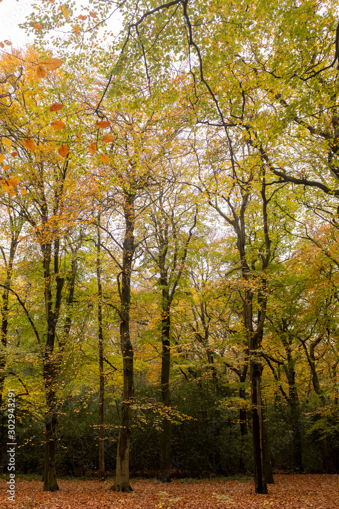 Discoloring trees in an autumn forest