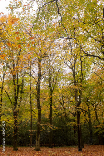 Discoloring trees in an autumn forest