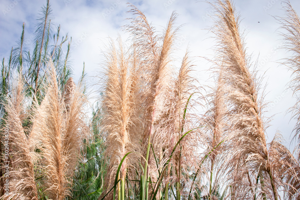 Obraz premium Poaceae grass flower on the lawn 