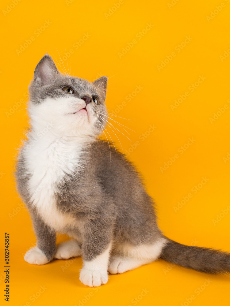 Cute gray kitten carefully looking at copy space on a yellow background. Cute gray kitten carefully looking at copy space on a yellow background.