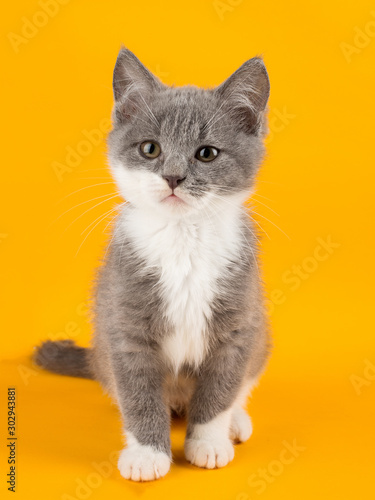 Cute gray kitten carefully looking at copy space on a yellow background.