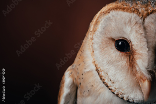 cropped view of cute wild barn owl head on dark background