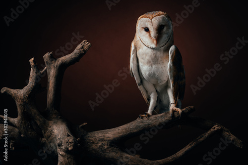 Fototapeta Naklejka Na Ścianę i Meble -  cute wild barn owl on wooden branch on dark background