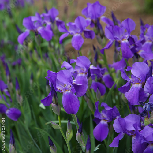 Purple iris flowers on a flower bed in the park
