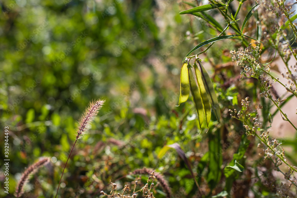 Selective focus of pea pods with grass and flowers
