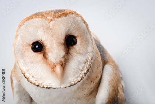 Fototapeta Naklejka Na Ścianę i Meble -  close up view of beautiful wild barn owl muzzle isolated on white