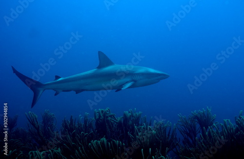 requin des caraibes © franck MAZEAS