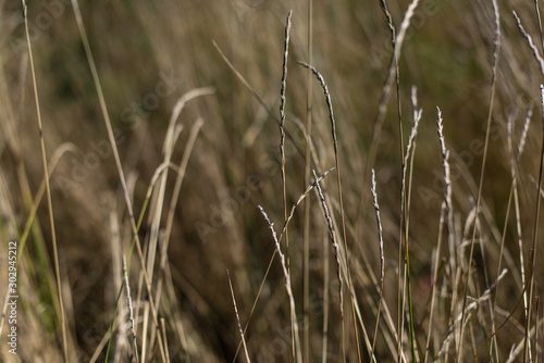 Close up view of wheat stems in field