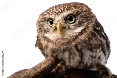 cute wild owl on wooden branch isolated on white