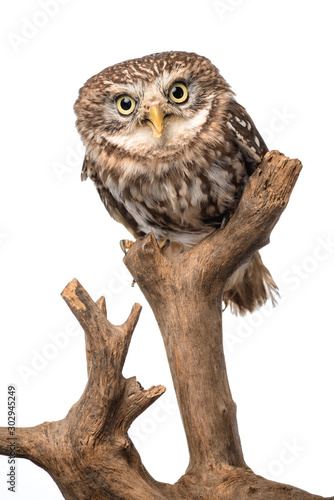 Fotótapéta Cute wild owl on wooden branch isolated on white