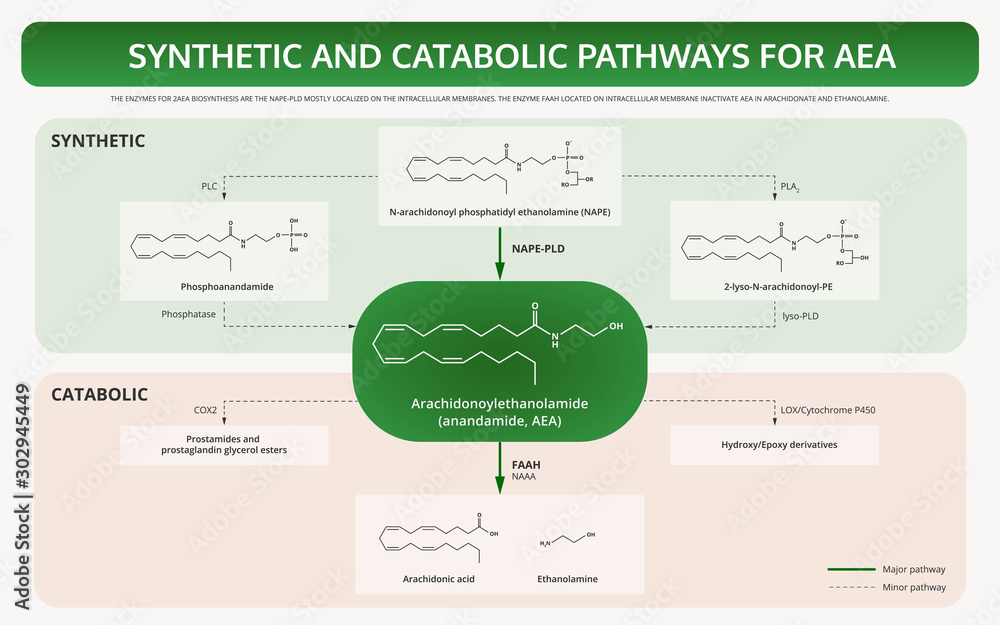 Synthetic and Catabolic Pathways for Anandamide (AEA) horizontal textbook infographic illustration about cannabis as herbal alternative medicine and chemical therapy, healthcare vector.